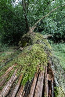Fallen English oak (Quercus robur) in the Hutewald forest, Emsland, Lower Saxony, Germany