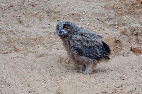 On the way to discover the world... European Eagle Owl (Bubo bubo), young owl, branchling, has left