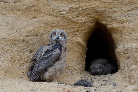 Left-handed view... European eagle owls (Bubo bubo), two young birds with the remains of a nutrias