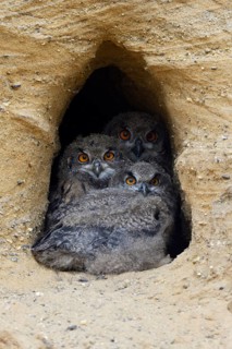 Full house... European eagle owl (Bubo bubo), three young owls, eagle owl chicks squatting close