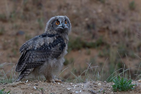 On the move... European Eagle Owl (Bubo bubo), young bird in moult has left the nest in a sand pit