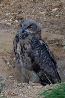 Young eagle owl.... European Eagle Owl (Bubo bubo), young bird with remaining down feathers in the