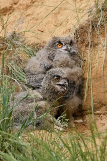 Two young birds... European eagle owl (Bubo bubo), young owls perching, hiding behind grass in a