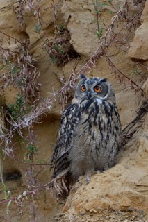 Questioning look... European Eagle Owl (Bubo bubo) in a sand pit, typical substitute habitat,