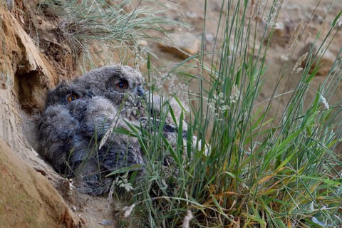 Two eagle owls in their daytime hiding place... European eagle owl (Bubo bubo), young owls, eagle