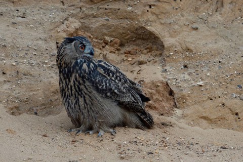 At an advanced hour... European Eagle Owl (Bubo bubo), our largest native owl has its territory in