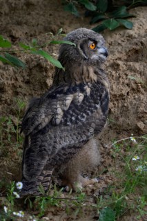 Young owl exploring its surroundings on foot... European eagle owl (Bubo bubo) intensively
