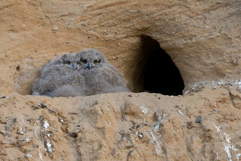 Still completely in its dark coat... European eagle owl (Bubo bubo), young owls, chicks, nestlings,