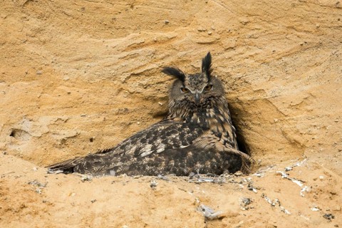 A suspicious look... European Eagle Owl (Bubo bubo), female at breeding site in a sand pit, warming