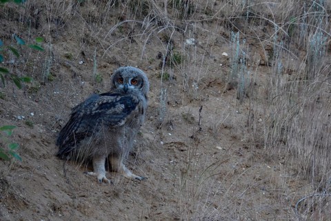 Research on the move... European eagle owl (Bubo bubo), young, already fledged owl, young bird sits