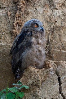 Young bird... European Eagle Owl (Bubo bubo) in moult, young owl almost motionless, sitting in a