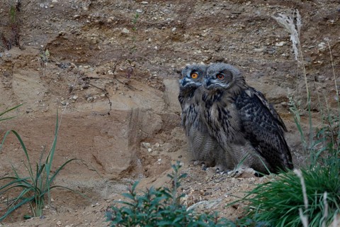 Siblings... European eagle owl (Bubo bubo) in a sand pit, typical substitute habitat, two older