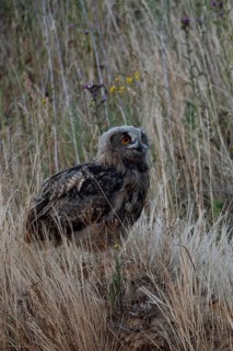 Inconspicuous... European Eagle Owl (Bubo bubo), young owl in the high grass of an embankment in a