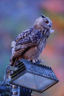 Man and nature... European Eagle Owl (Bubo bubo) uses the halogen spotlights of a quarry as a