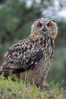 Attentive gaze... European Eagle Owl (Bubo bubo), young owl sitting on a hill in a quarry, typical