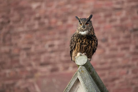 Adaptable cultural successor... European eagle owl (Bubo bubo) on the roof of a church, eagle owls