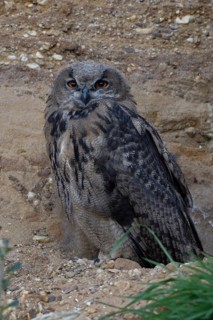 Young eagle owl... European Eagle Owl (Bubo bubo), young bird in almost complete moult, young owl