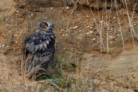 Sand pit habitat... European eagle owl (Bubo bubo), fledged young bird, young owl, hides in the