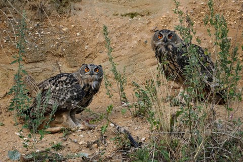 Surprised looks... European eagle owl (Bubo bubo), two young eagle owls, young owls, fledged young