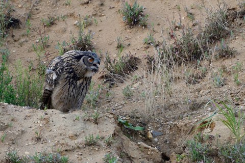European eagle owl (Bubo bubo), fledged young bird, sitting on a small hill in a sand pit where the
