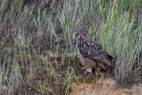 European eagle owl (Bubo bubo), fledged young bird, sitting in the grass on the slope of a sand pit