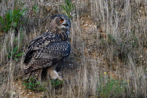 Cawing calls... European Eagle Owl (Bubo bubo), large owl sits between grasses on the slope of a