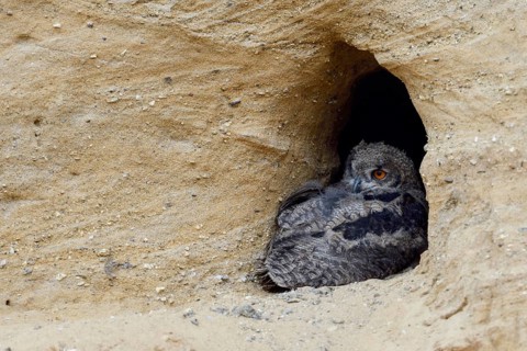 Quite relaxed... European eagle owl (Bubo bubo), young bird, nestling, chick resting in the