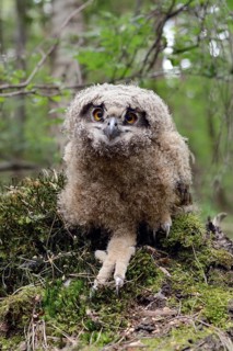 Young owl... European eagle owl (Bubo bubo), young bird, young eagle owl, eagle owl chick, not yet