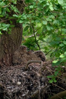 Temperature equalisation... European Eagle Owl (Bubo bubo), young birds panting on a warm summer