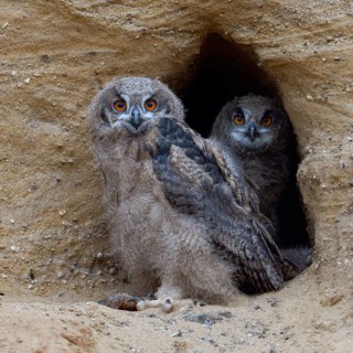 Two pairs of eyes... European Eagle Owl (Bubo bubo), native owls, two half-strong young birds in