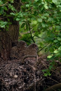 European eagle owl (Bubo bubo), eagle owl offspring, nestlings, young birds, chicks, in the nest on