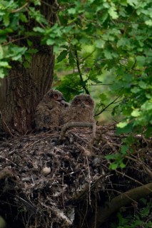 At nightfall... European eagle owl (Bubo bubo), young birds in their nest on an old hawk's nest on