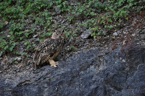 Young bird... European Eagle Owl (Bubo bubo) in a quarry, typical habitat, native nature, North