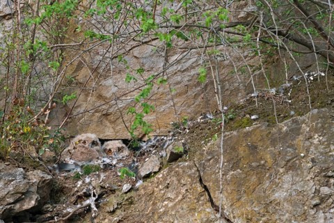 Eurasian Eagle-owl nestlings... European eagle owl (Bubo bubo), young eagle owls, owls, owl chicks