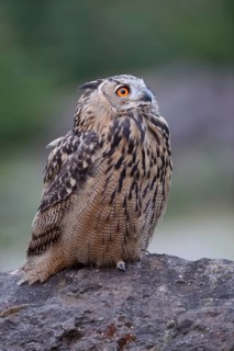 A look 'up to the sky... European Eagle Owl (Bubo bubo), our largest native owl sits on a rock in