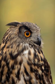 Orange-coloured eyes... European Eagle Owl (Bubo bubo), Great Horned Owl, large owl, detailed head