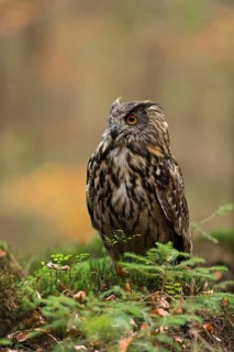 Impressive owl... European Eagle Owl (Bubo bubo), also called Great Horned Owl, sitting on a hill