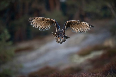 Hunter of the night... European Eagle Owl (Bubo bubo), flying, largest native owl in flight at