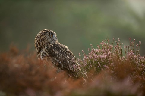 Between flowering heather... European Eagle Owl (Bubo bubo), owl on the ground, adult bird, looking