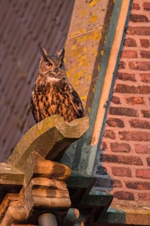 On the gargoyle of a church... European eagle owl (Bubo bubo), adult owl, adult bird becomes active