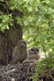 A moment of attention... European eagle owl (Bubo bubo), two young eagle owls, nestlings on their