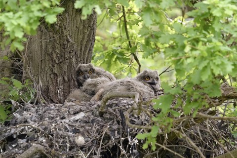 In the middle of the forest... European eagle owl (Bubo bubo) as a tree breeder, eagle owl