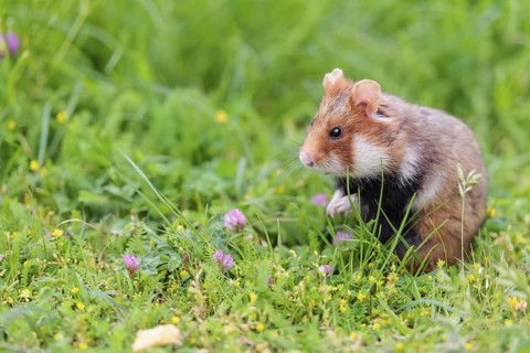 A European hamster (Cricetus cricetus) collects herbs, grass and daisies in a fresh green meadow