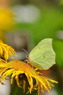 Lemon butterfly (Gonepteryx rhamny) on a yellow flower of a Great Telekie (Telekia speciosa),