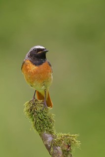 Redstart (Phoenicurus phoenicurus), male singing on a moss-covered branch, songbird, wildlife,