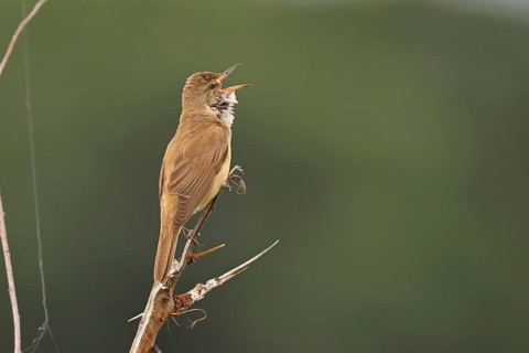 Great Reed Warbler (Acrocephalus arundinaceus), with open beak, singing, twittering, sitting on a
