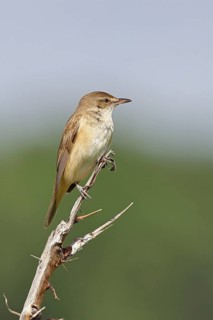 Great Reed Warbler (Acrocephalus arundinaceus), sitting on a twig, singing station, natural