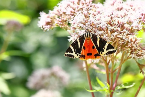 Jersey tiger or Spanish flag (Euplagia quadripunctaria), sucking nectar on Hemp agrimony