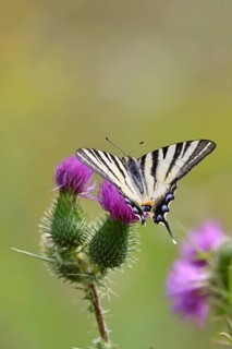 Sail butterfly (Iphiclides podalirius), on a flower of a thistle (Cirsium arvense), in a vineyard,