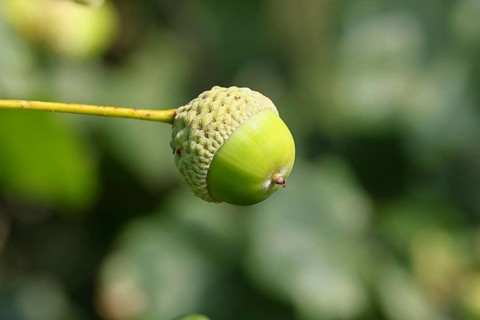 English oak (Quercus robur), fruit, acorn, Wilnsdorf, North Rhine-Westphalia, Germany